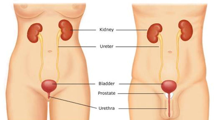 What is the function of the male bladder?
